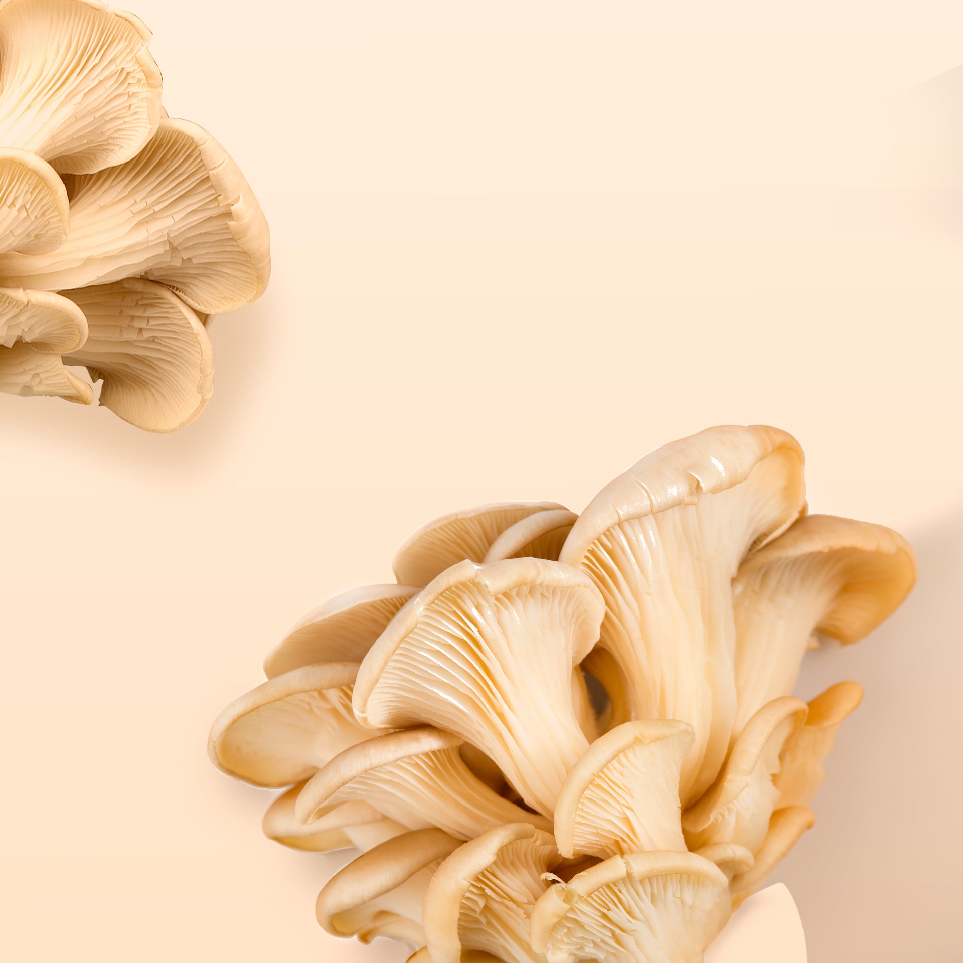 Oyster Mushroom™